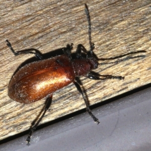 Ecnolagria grandis at Rosedale, NSW - 25 Feb 2019 08:18 PM