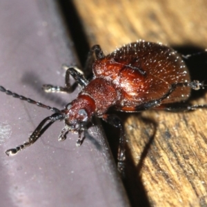 Ecnolagria grandis at Rosedale, NSW - 25 Feb 2019 08:18 PM