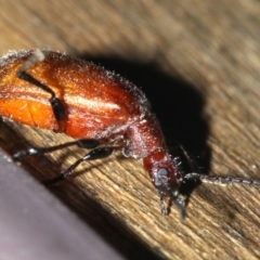 Ecnolagria grandis at Rosedale, NSW - 25 Feb 2019 08:18 PM