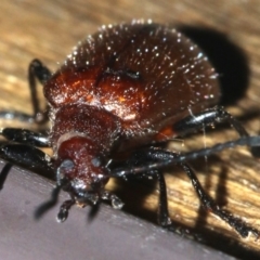 Ecnolagria grandis at Rosedale, NSW - 25 Feb 2019 08:18 PM