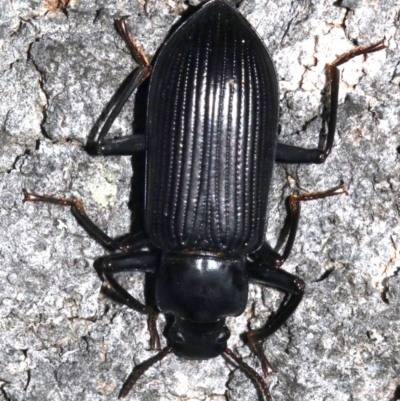 Promethis sp. (Darkling beetle) at Guerilla Bay, NSW - 26 Feb 2019 by jb2602