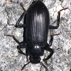 Promethis sp. (Darkling beetle) at Guerilla Bay, NSW - 26 Feb 2019 by jbromilow50