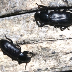 Zophophilus sp. (genus) (Darkling beetle) at Rosedale, NSW - 27 Feb 2019 by jbromilow50