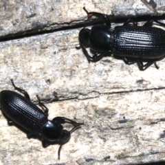 Zophophilus sp. (genus) (Darkling beetle) at Rosedale, NSW - 27 Feb 2019 by jb2602