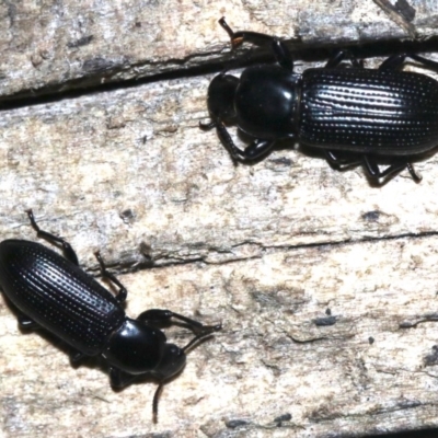 Zophophilus sp. (genus) (Darkling beetle) at Rosedale, NSW - 27 Feb 2019 by jbromilow50