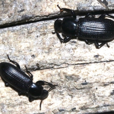 Zophophilus sp. (genus) (Darkling beetle) at Rosedale, NSW - 27 Feb 2019 by jb2602
