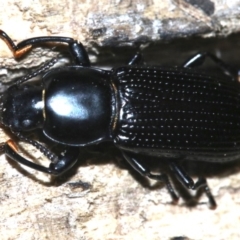 Zophophilus sp. (genus) at Rosedale, NSW - 27 Feb 2019