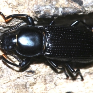 Zophophilus sp. (genus) at Rosedale, NSW - 27 Feb 2019 08:26 PM