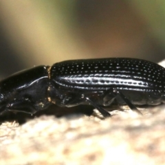 Zophophilus sp. (genus) at Rosedale, NSW - 27 Feb 2019 08:26 PM