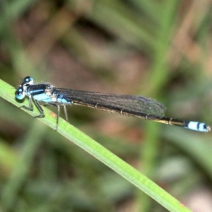 Ischnura heterosticta at Rosedale, NSW - 25 Feb 2019 05:33 PM