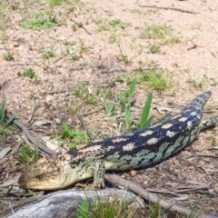 Tiliqua nigrolutea (Blotched Blue-tongue) at Namadgi National Park - 29 Oct 2017 by AndrewCB