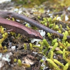 Anepischetosia maccoyi (MacCoy's Skink) at Monga National Park - 26 Nov 2017 by AndrewCB