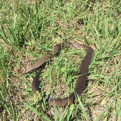 Pseudonaja textilis (Eastern Brown Snake) at Gordon, ACT - 1 Apr 2017 by AndrewCB