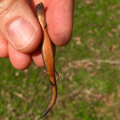 Anepischetosia maccoyi (MacCoy's Skink) at Monga National Park - 26 Nov 2017 by AndrewCB