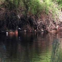 Anas castanea (Chestnut Teal) at Rosedale, NSW - 25 Feb 2019 by jb2602