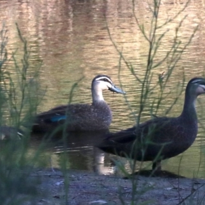 Anas superciliosa (Pacific Black Duck) at Rosedale, NSW - 25 Feb 2019 by jb2602