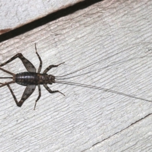 Zaclotathra oligoneura at Rosedale, NSW - 26 Feb 2019