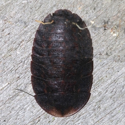 Unidentified Other primitive insect at Rosedale, NSW - 26 Feb 2019 by jbromilow50