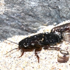 Blattidae sp. (family) (Unidentified blattid cockroach) at Rosedale, NSW - 25 Feb 2019 by jb2602