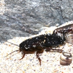 Blattidae sp. (family) (Unidentified blattid cockroach) at Rosedale, NSW - 25 Feb 2019 by jbromilow50