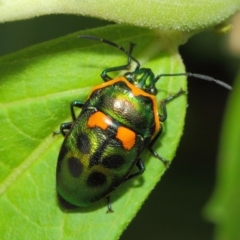 Scutiphora pedicellata (Metallic Jewel Bug) at Acton, ACT - 20 Feb 2019 by TimL