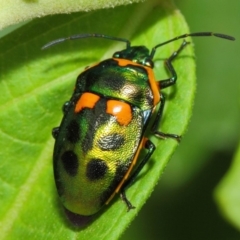 Scutiphora pedicellata at Acton, ACT - 20 Feb 2019 11:39 AM