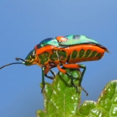 Scutiphora pedicellata (Metallic Jewel Bug) at Acton, ACT - 20 Feb 2019 by TimL