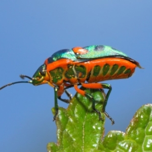 Scutiphora pedicellata at Acton, ACT - 20 Feb 2019 11:44 AM