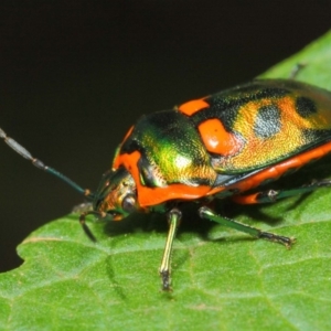 Scutiphora pedicellata at Acton, ACT - 20 Feb 2019