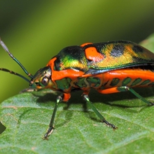 Scutiphora pedicellata at Acton, ACT - 20 Feb 2019