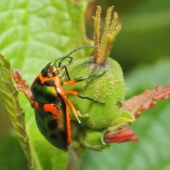 Scutiphora pedicellata at Acton, ACT - 20 Feb 2019