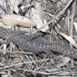 Christinus marmoratus at Giralang, ACT - 7 Mar 2019 12:49 PM