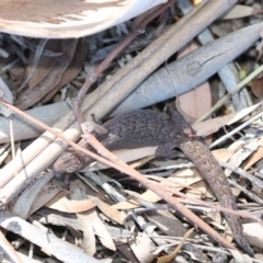 Christinus marmoratus at Giralang, ACT - 7 Mar 2019 12:49 PM