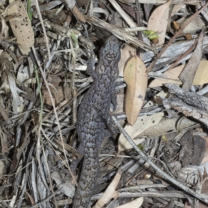 Christinus marmoratus at Giralang, ACT - 7 Mar 2019 12:49 PM