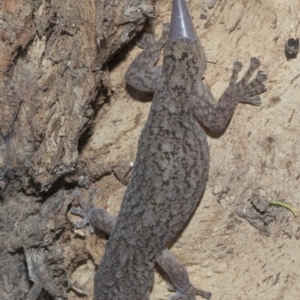 Christinus marmoratus at Giralang, ACT - 7 Mar 2019 12:49 PM