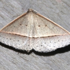 Epidesmia tryxaria (Neat Epidesmia) at Rosedale, NSW - 25 Feb 2019 by jb2602