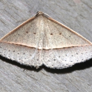 Epidesmia tryxaria at Rosedale, NSW - 25 Feb 2019 10:50 PM