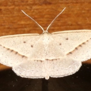 Epidesmia tryxaria at Rosedale, NSW - 25 Feb 2019