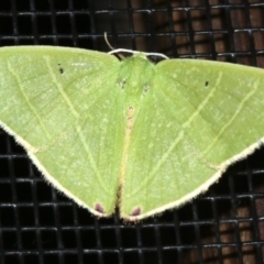 Urolitha bipunctifera (An Emerald moth) at Rosedale, NSW - 25 Feb 2019 by jb2602