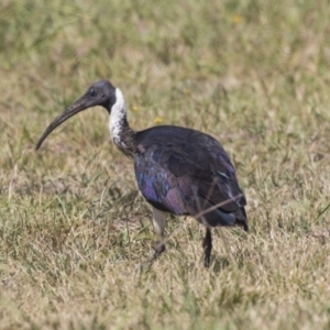 Threskiornis spinicollis at McKellar, ACT - 7 Mar 2019 01:24 PM