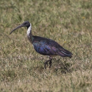 Threskiornis spinicollis at McKellar, ACT - 7 Mar 2019 01:24 PM