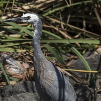Egretta novaehollandiae (White-faced Heron) at Giralang, ACT - 7 Mar 2019 by AlisonMilton