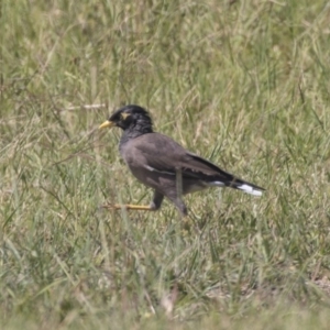 Acridotheres tristis at McKellar, ACT - 7 Mar 2019