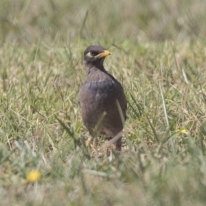 Acridotheres tristis at McKellar, ACT - 7 Mar 2019