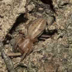 Clubiona sp. (genus) (Unidentified Stout Sac Spider) at Nicholls, ACT - 6 Mar 2019 by Alison Milton
