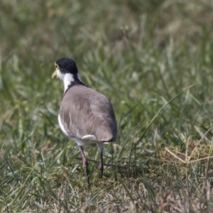 Vanellus miles at Giralang, ACT - 7 Mar 2019 01:53 PM