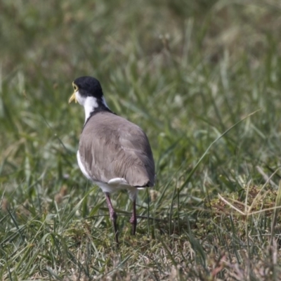 Vanellus miles (Masked Lapwing) at Giralang, ACT - 7 Mar 2019 by AlisonMilton