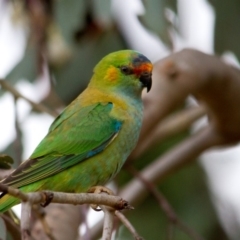 Parvipsitta porphyrocephala (Purple-crowned Lorikeet) at Cook, ACT - 15 Dec 2013 by rawshorty