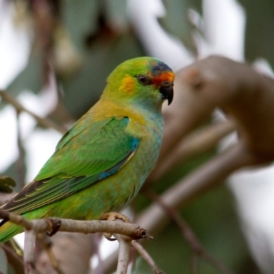 Parvipsitta porphyrocephala (Purple-crowned Lorikeet) at Cook, ACT - 15 Dec 2013 by rawshorty