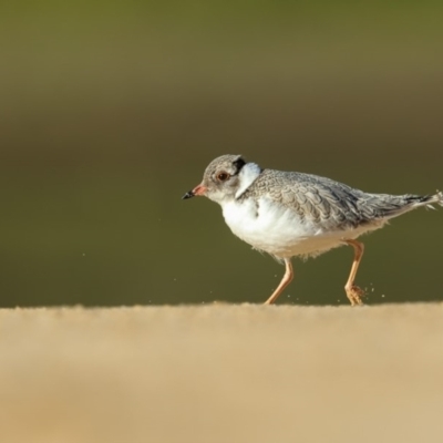 Charadrius rubricollis (Hooded Plover) at Bournda, NSW - 7 Mar 2019 by Leo